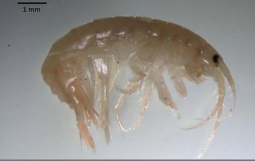 El miedo al 'camarón asesino' amenaza a los crustáceos de río europeos