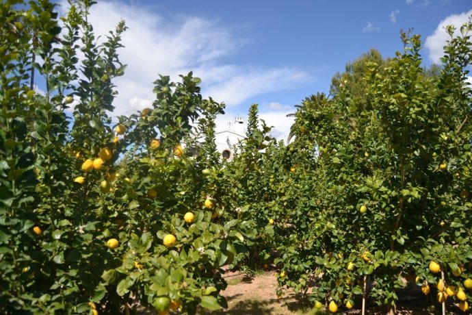 LA UNIÓ DE LLAURADORS DENUNCIA QUE LOS PRODUCTORES DE LIMÓN DE LA COMUNITAT VALE