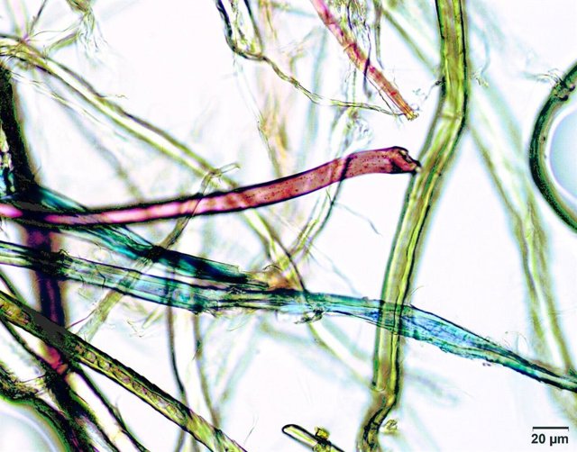 Estiman una ingestión de 70.000 partículas de microplásticos al año por persona