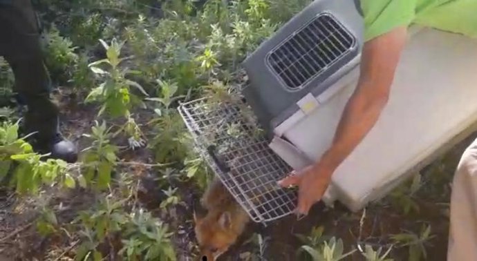 Málaga.- La Junta suelta un ejemplar de zorro y otro de cernícalo recuperados en el CREA de Málaga