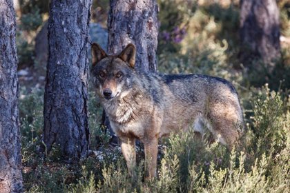 El Gobierno extiende la protección a todas las poblaciones de lobo ibérico al sur del Duero