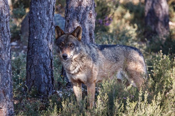 WWF pide a los Veintiocho planes específicos de conservación del lobo como exige la UE a los Estados Miembro