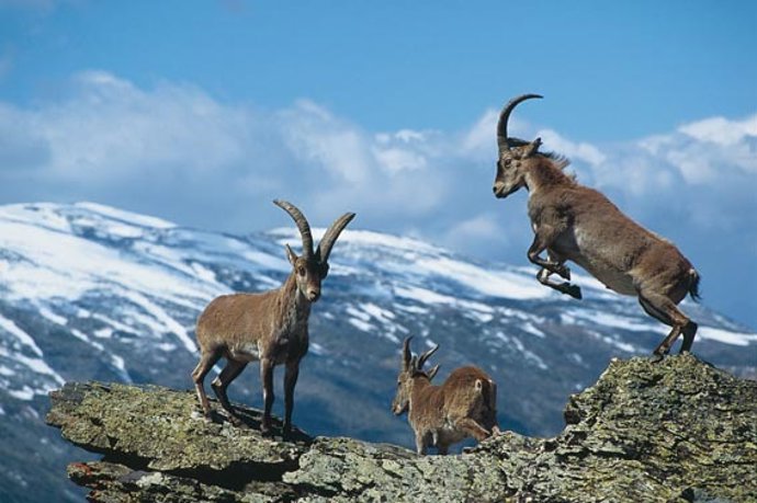 Ungulados en el Parque Nacional de Sierra Nevada