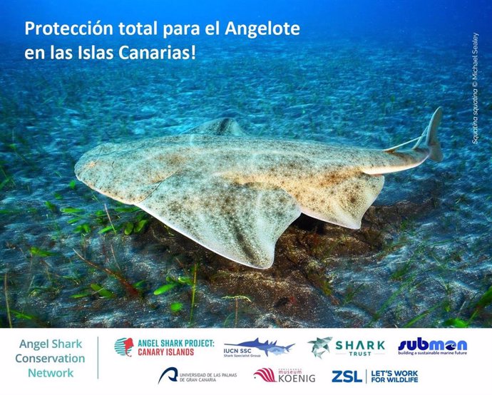 La ULPGC celebra la protección del tiburón ángel en Canarias