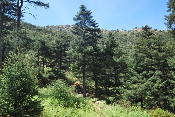 Un equipo de geógrafos determina que el pino resinero habita de manera natural sobre las peridotitas de Sierra Bermeja