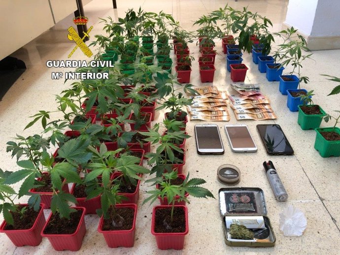 Sucesos.- Decomisadas 431 plantas y 4,7 kilos de marihuana seca dispuesta para su consumo en Santa María del Páramo