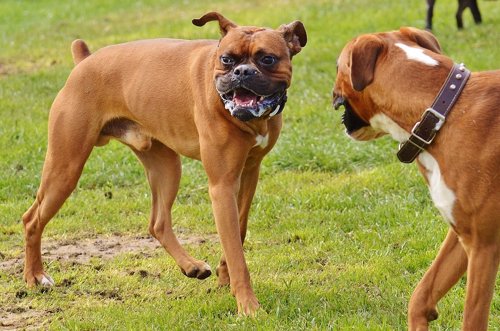 Los perros reflejan el estrés de sus dueños