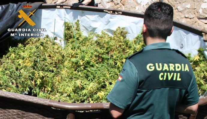 Sucesos.- Incautadas en un huerto en Muñoyerro (Ávila) 600 plantas de cannabis y detenido el propietario