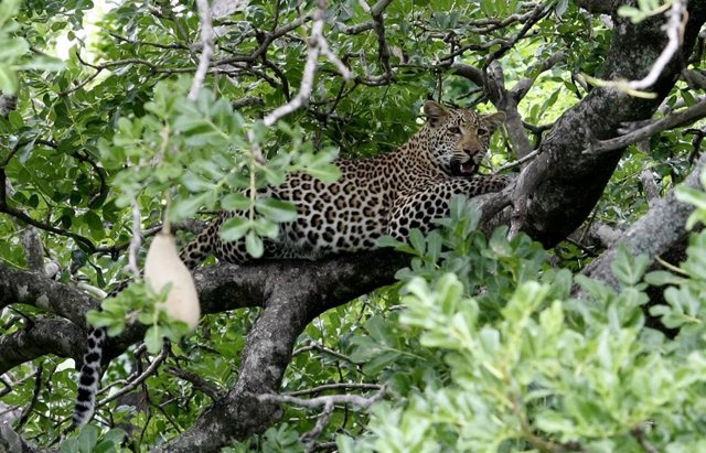 Sudáfrica.- Un leopardo mata al bebé de un empleado del Parque Nacional de Kruger
