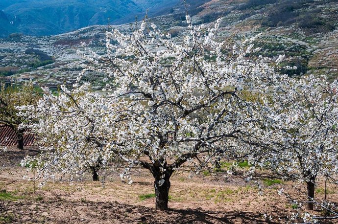 Comienza la floración de los cerezos en el Valle del Jerte
