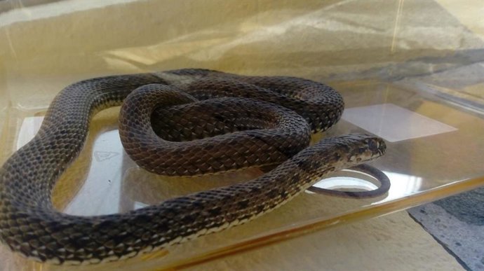 Agentes Forestales hallan una culebra bastarda en un trastero de una casa de Becerril de la Sierra