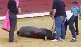 El Sindicato Veterinario Profesional de Asturias denuncia el maltrato animal en festejos taurinos