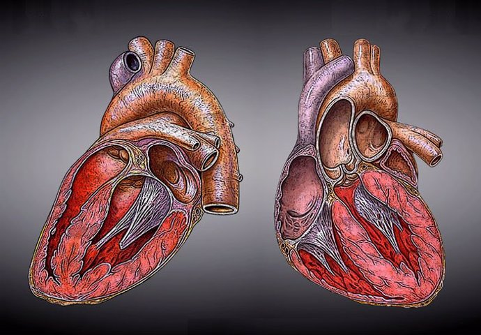 Científicos descubren células madre placentarias que pueden regenerar el corazón tras un ataque al corazón
