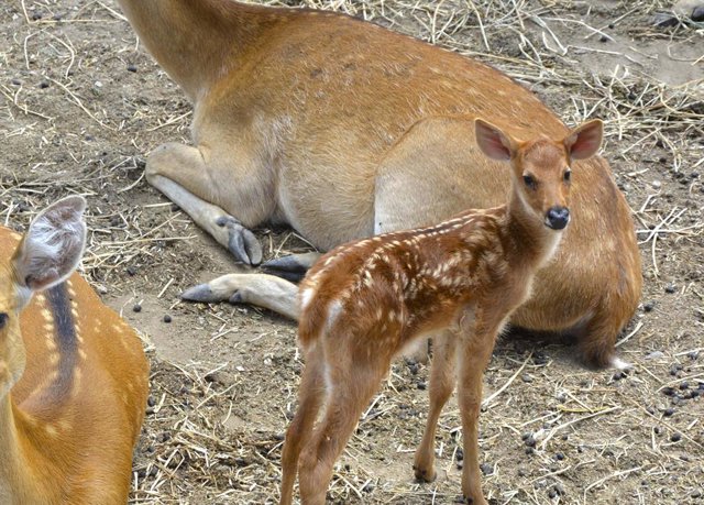 Alacant.- Terra Natura aconsegueix el naixement d'altres tres barasingas i suma ja 11 nous exemplars des de gener