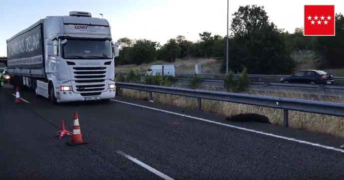 Sucesos.- El cruce de un jabalí por la M-50, causa del accidente en el que ha muerto un joven esta mañana en Las Rozas