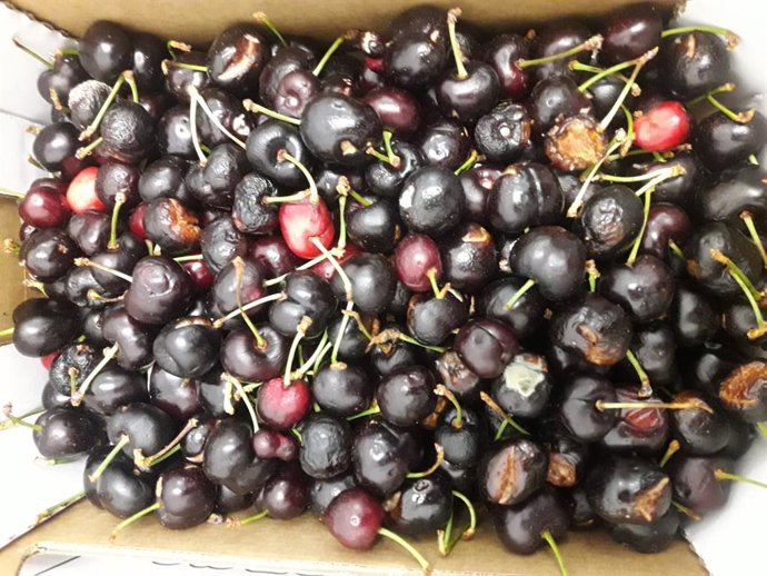 Sevilla.- La Policía Local de Alcalá de Guadaíra decomisa más de 400 kilogramos de cerezas no aptas para el consumo