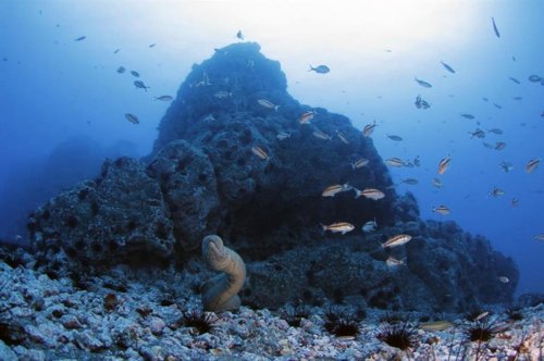 8 de junio: Día Mundial de los Océanos, ¿cuál es el mayor problema que enfrentan?
