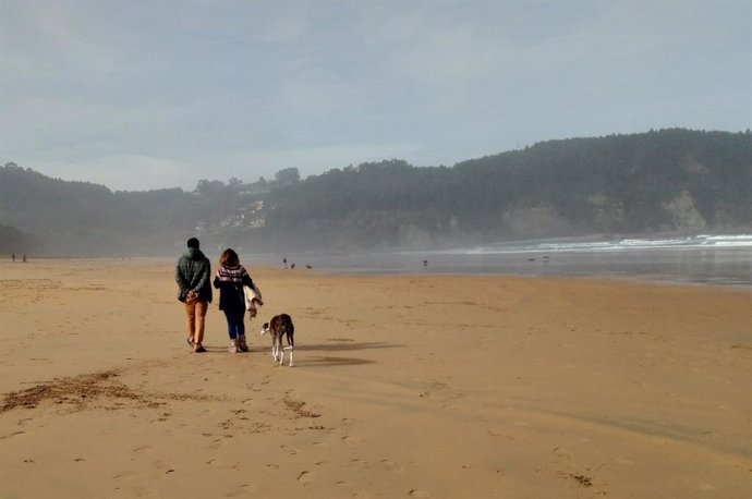 Playa, perros en playas, mar, niebla, bruma