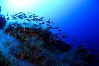 Las ONG ambientales reclaman un Tratado global y establecer medidas para proteger los océanos