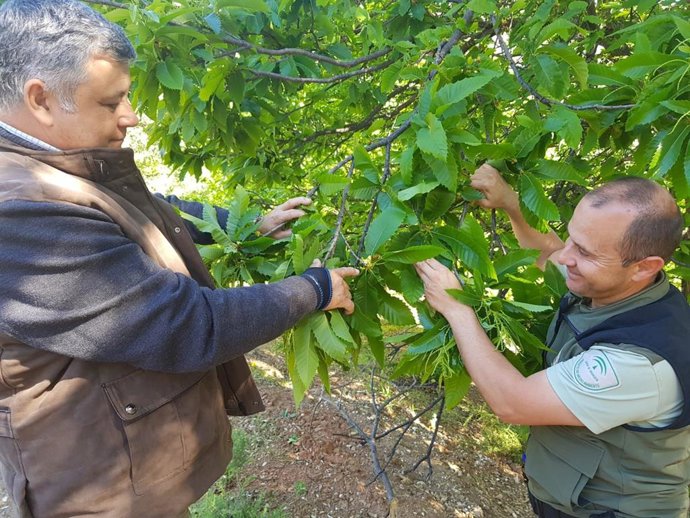 Málaga.- La Junta de Andalucía completa la suelta del depredador biológico de la avispilla del castaño