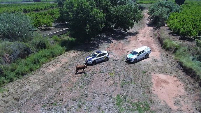 Castellón.- Sucesos.- Una vaca se escapa dos veces en 24 horas de un corral y campa por el término municipal de Nules