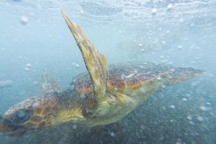 Loro Parque Tenerife Realiza Una Suelta De Tortugas Y Una Limpieza De Plastico Por El Dia De Los Oceanos