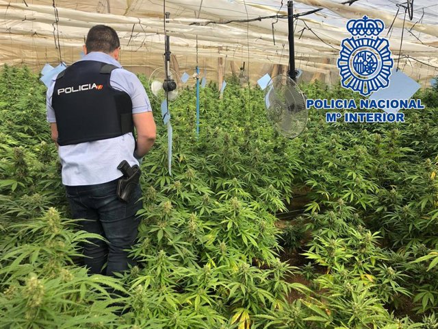 Almería.- Sucesos.- Un detenido tras desmantelar dos invernaderos en El Ejido con 650 plantas de marihuana