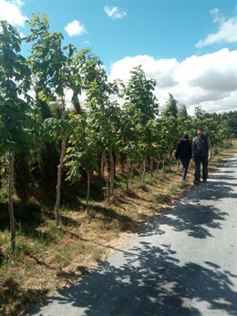 El colectivo Crea_NdO de Navas de Oro (Segovia) recaudará fondos para plantar árboles en varios puntos del municipio