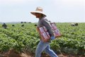 Trump niega que las condiciones del acuerdo con México estuvieran cerradas desde hace meses