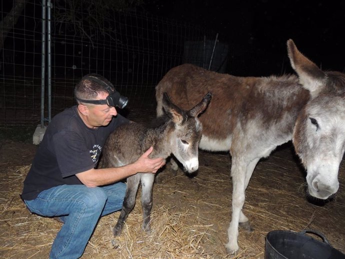 Huelva.- Roban en Hinojos tres crías de burros, una con seis días de vida, empleados para desbrozar el entorno de Doñana