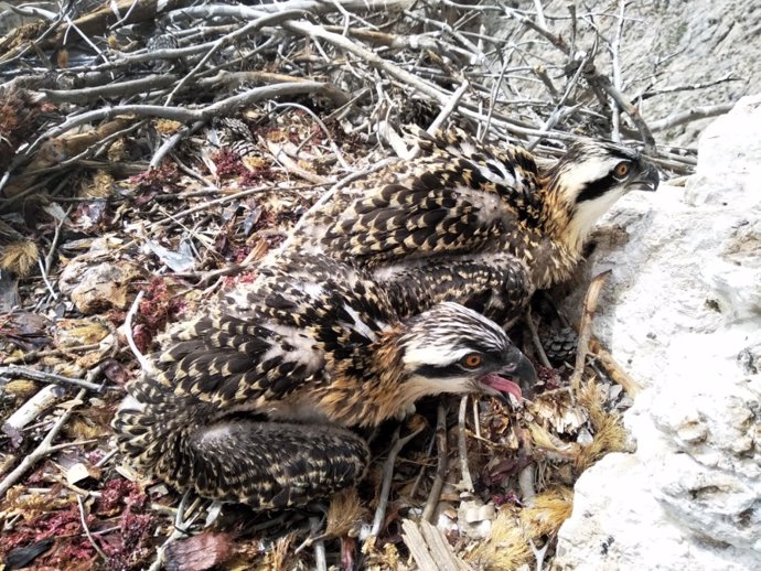 Anellen a dues guiles pescadores en el Parc Natural de la Península de Llevant