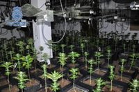Diez detenidos tras desmantelar un invernadero de marihuana en una finca de Ronda (Málaga)