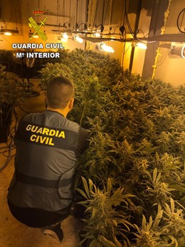 Sucesos.- La Guardia Civil se incauta de más de 1.000 plantas de marihuana y detiene a una persona en Pioz (Guadalajara)