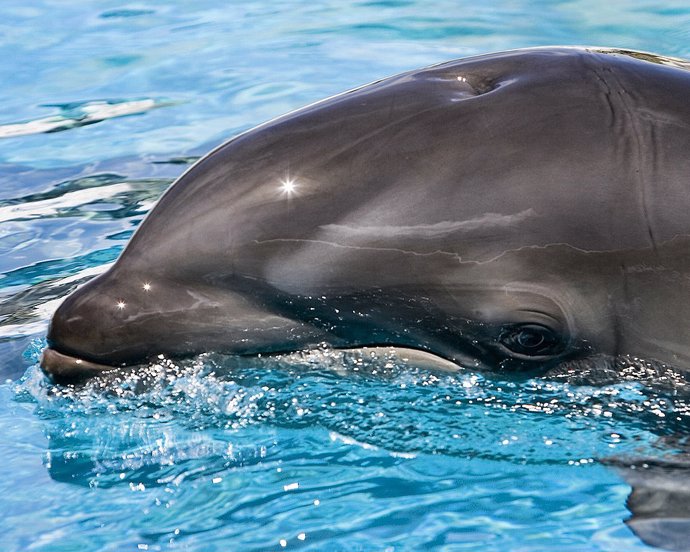 Los delfines hembras pueden experimentar placer sexual