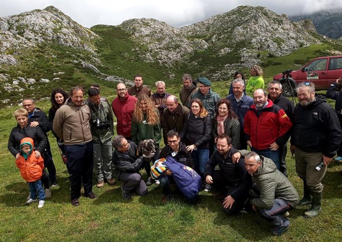 Tres ejemplares de quebrantahuesos llegan al Parque Nacional de los Picos de Europa