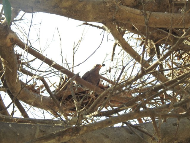 Ecologistas denuncian en el juzgado "poda abusiva" de ficus en Melilla por "interferir en la reproducción de las aves"