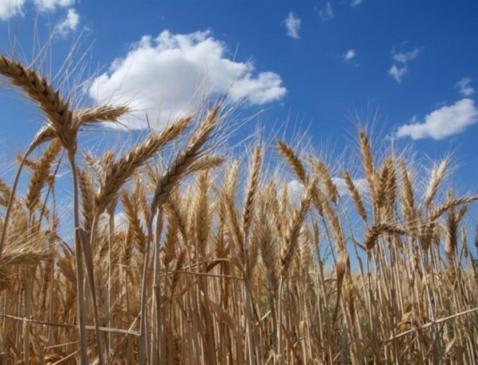 Investigadores y expertos analizarán en una jornada en Badajoz técnicas agrícolas para un nuevo escenario climático