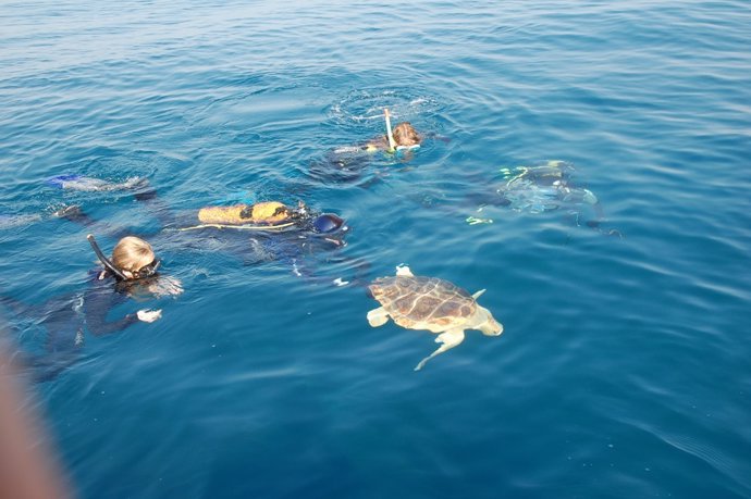 Una campaña de sensibilización explicará a bañistas y turistas cómo actuar si ven un intento de anidación de tortugas