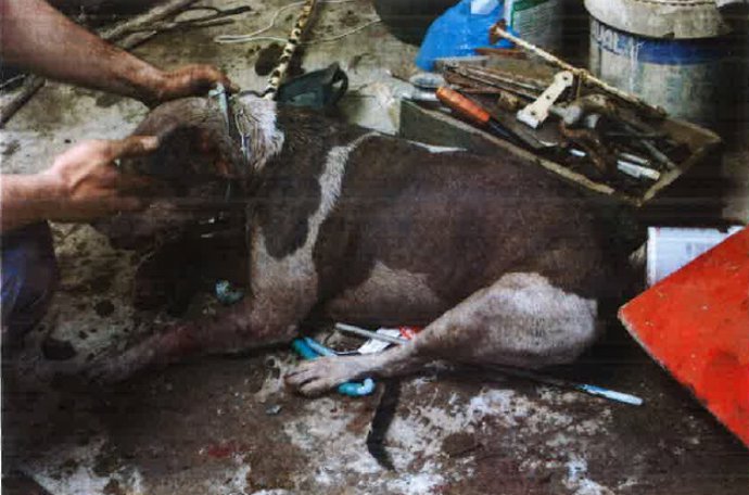 La Policía Local de Ferrol denuncia al dueño de cuatro pitbull por el estado de abandono al que los tenía sometidos