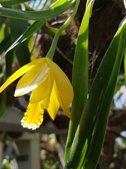 Málaga.- El Parque Botánico-Orquidario de Estepona alberga actualmente la floración de más de 200 especies diferentes
