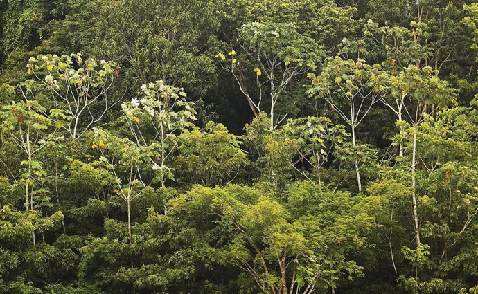 Brasil.- La deforestación del Amazonas se dispara durante el Gobierno de Bolsonaro, según imágenes por satélite