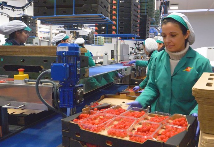 Huelva.- Economía.-Onubafruit, comercializadora de frutos rojos líder en Europa, finalista a los Premios Alas de Extenda