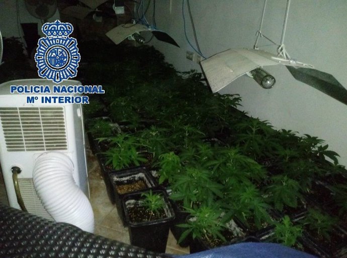 Málaga.- Sucesos.- Detenidos un padre y su hijo e intervenidas 510 plantas de marihuana en una finca de Málaga