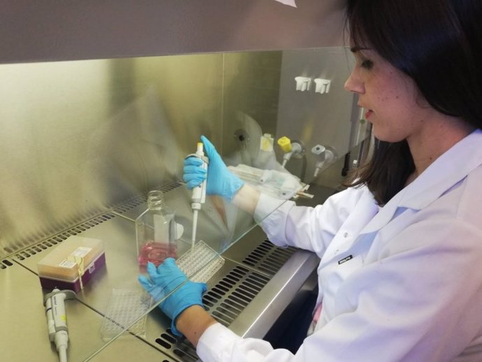 Sevilla.- Investigadores logran aislar compuestos en la vid para frenar el crecimiento descontrolado de vasos sanguíneos