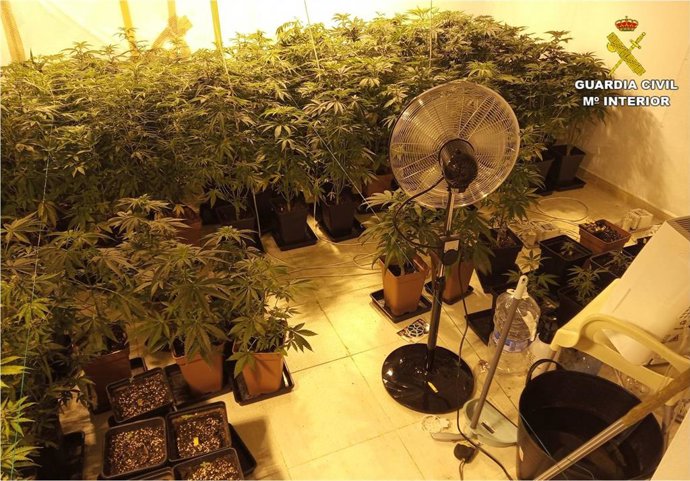 Alicante.- Sucesos.- Descubren una plantación de marihuana al acudir para investigar un supuesto asalto a una vivienda