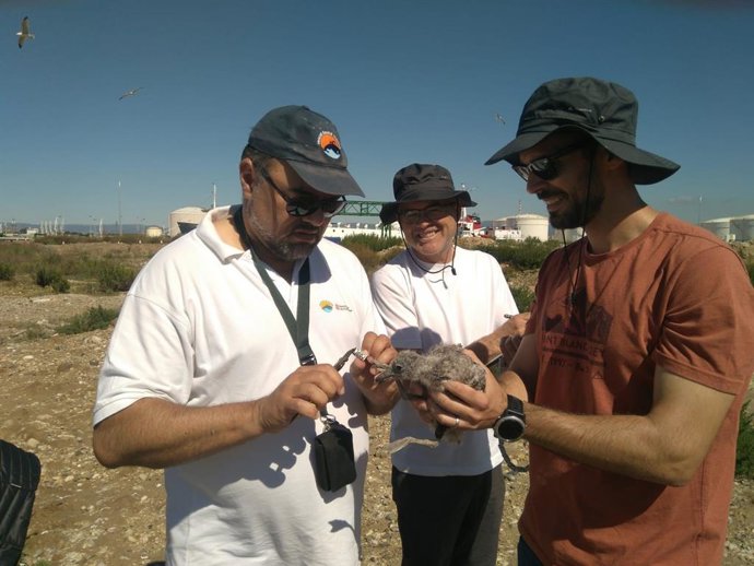 Empieza el anillado de la gaviota de Audouin en el litoral catalán