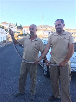 Málaga.- Sucesos.- Capturan una serpiente bastarda de dos metros y medio en una urbanización de La Cala del Moral