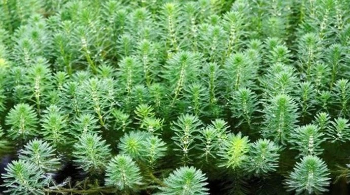 Myriophyllum aquaticum espezie inbaditzailea desagerrarazteko lana egiten ari da URA, Lopidan