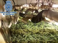 Detenido el responsable de un cultivo de 377 plantas de marihuana en una vivienda de Almogía (Málaga)