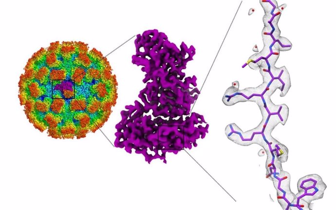 Las estructuras del norovirus podrían ayudar a desarrollar vacunas contra su intoxicación alimentaria, según estudi